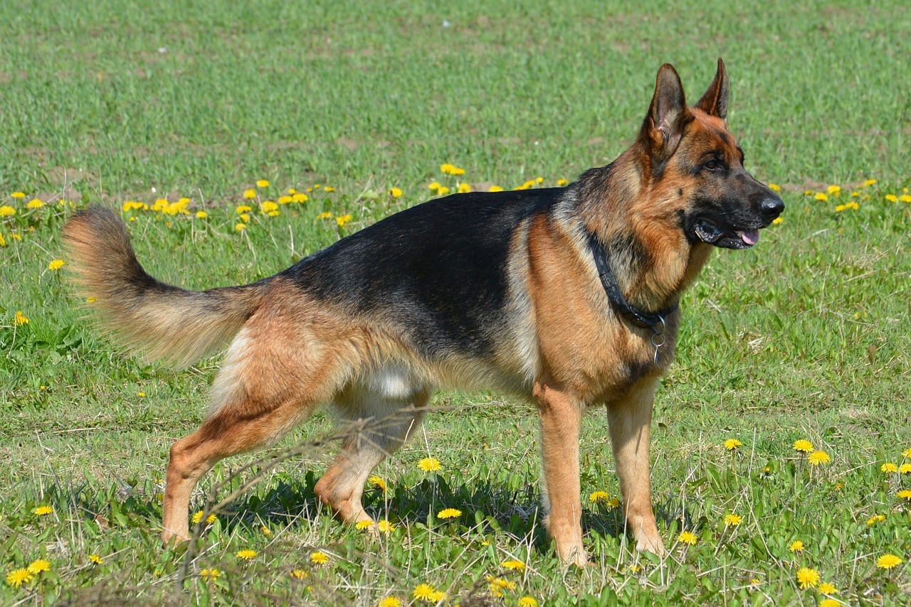 Pastor Alem&aacute;n un perro guardi&aacute;n