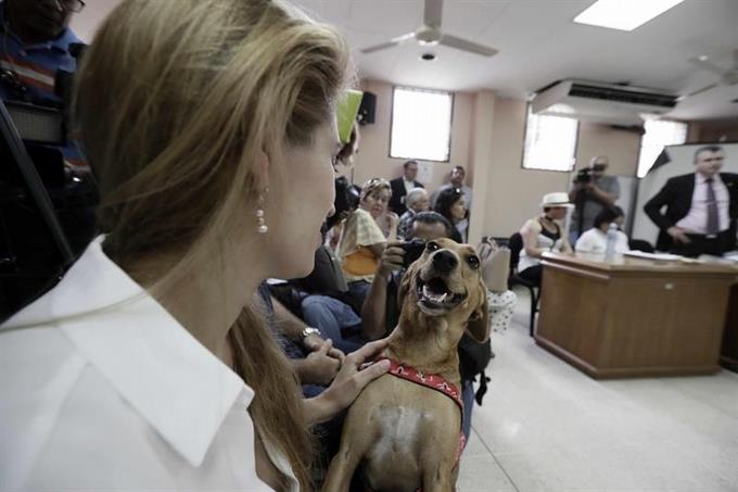 Perros, aliados de violencia machista en Espa&ntilde;a