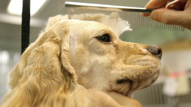 Piscina y masajes en el primer hotel de lujo para perros del sur de Asia