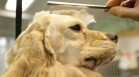 Piscina y masajes en el primer hotel de lujo para perros del sur de Asia