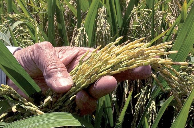 Ministro afirma que la sequ&iacute;a ha eliminado las plagas en la producci&oacute;n de arroz