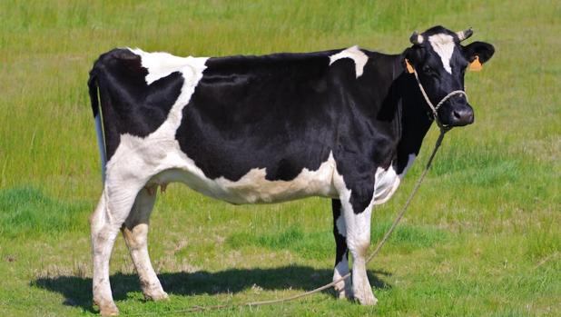 Rescatan a una vaca que llevaba dos d&iacute;as &laquo;ba&ntilde;&aacute;ndose&raquo; en una piscina privada de Madrid