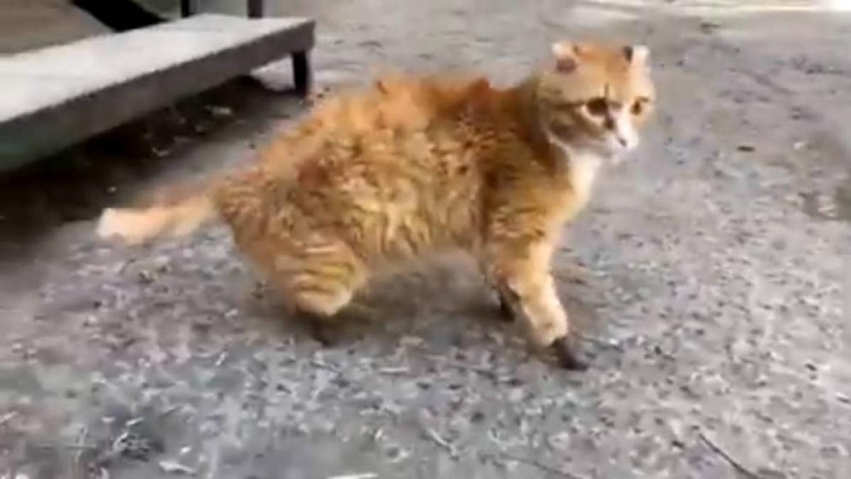 Ryzhik, el gato que volvi&oacute; a caminar: perdi&oacute; las patas por el fr&iacute;o y unas pr&oacute;tesis de titanio le han salvado la vida 