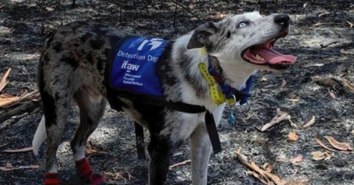 Te presentamos a &laquo;Oso&raquo; el perrito que rescata Koalas de los incendios en Australia