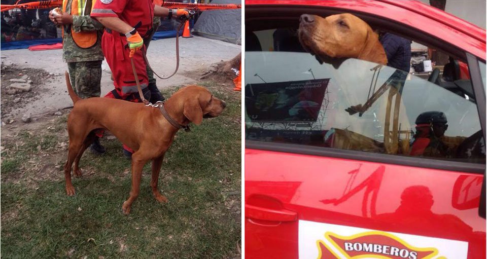 Tit&aacute;n: el perro h&eacute;roe que ya ha rescatado a m&aacute;s de 26 personas tras el terremoto en M&eacute;xico