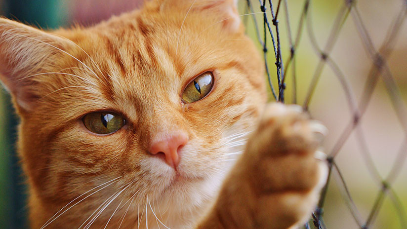 Un nuevo estudio muestra que los gatos pueden reconocer sus nombres 