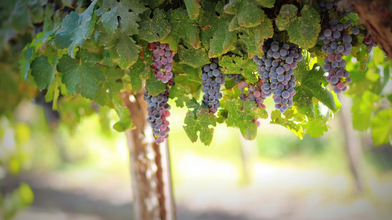 Ministro de Agricultura anuncia cultivo de 2 mil tareas de uvas en el Valle de Neiba
