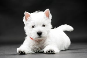 West Highland White Terrier tu mu&ntilde;eco de peluche