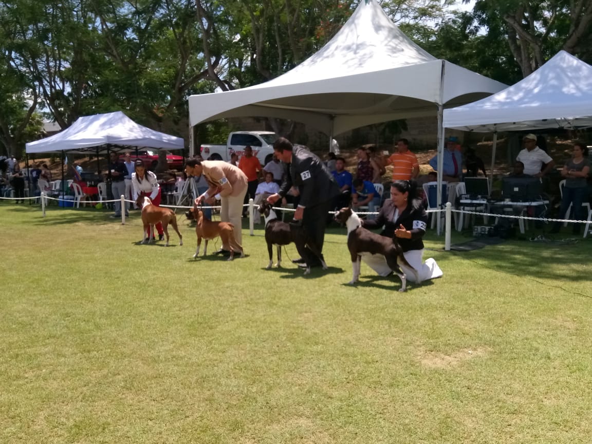 Realizan competencia canina en el Santiago Country Club