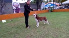Quisqueya Kennel Club realiza primera exposici&oacute;n canina en la FCD