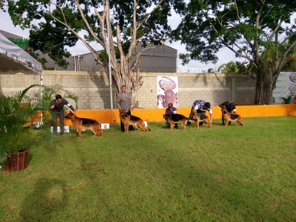 Quisqueya Kennel Club realiza primera exposici&oacute;n canina en la FCD