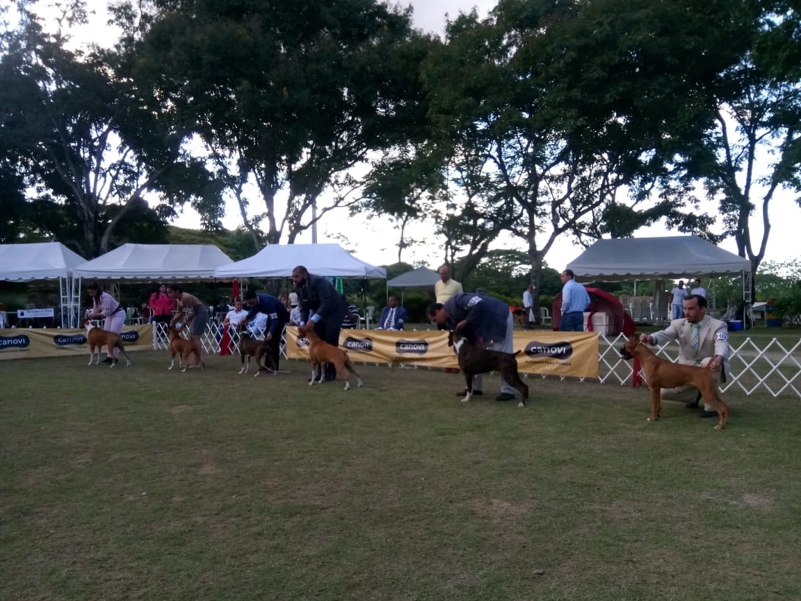 B&oacute;xer Club Dominicano realiza dos exposiciones canina en Santiago