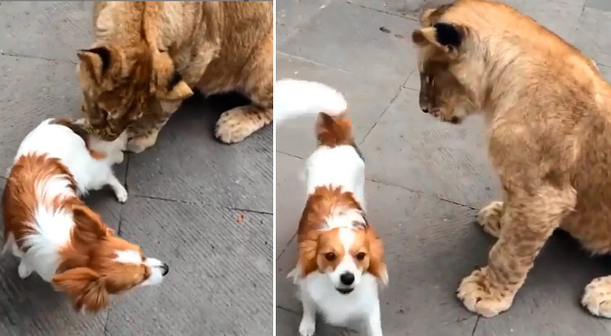 Perro pekin&eacute;s entra en la jaula de un le&oacute;n y depredador tiene impensada reacci&oacute;n al verlo en sus dominios