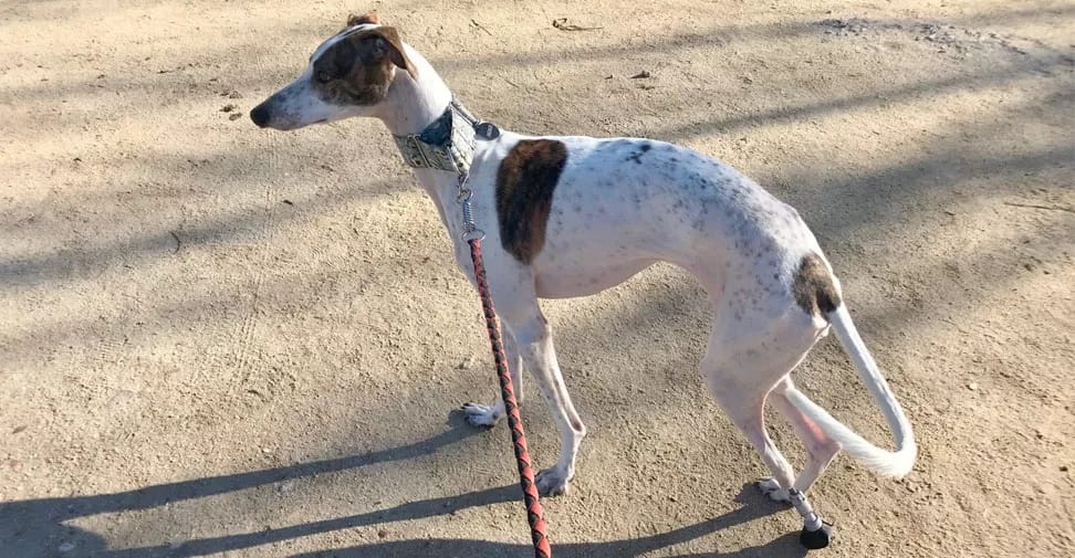 Veterinarios espa&ntilde;oles implantan una pata bi&oacute;nica a una galga abandonada
