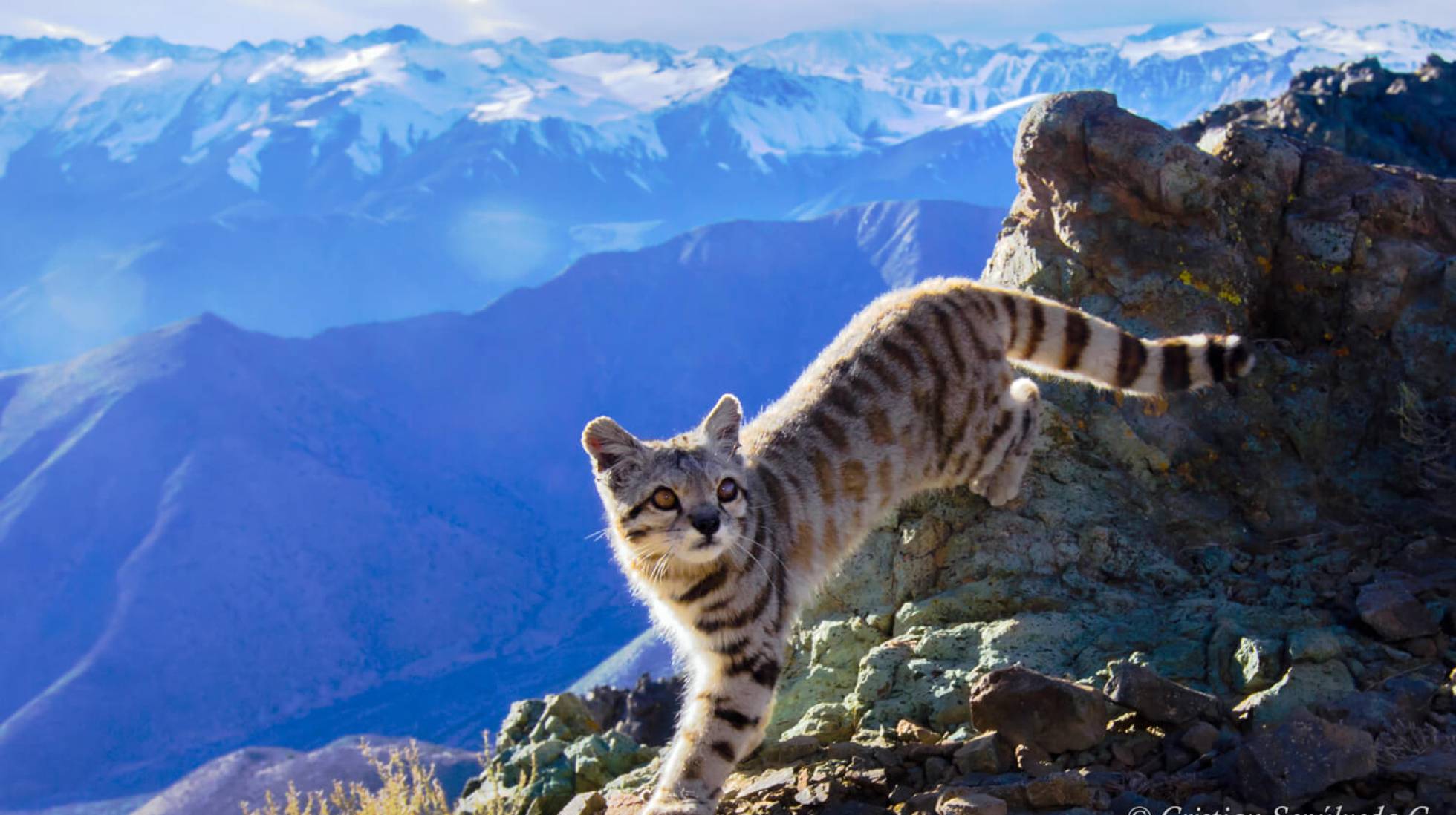 Dos d&eacute;cadas tras las huellas del gato sagrado de los Andes