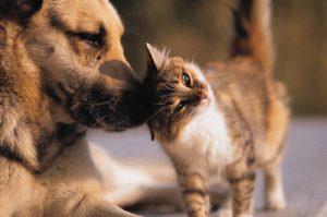 Adoptar una mascota adulta, &iquest;por qu&eacute; no?