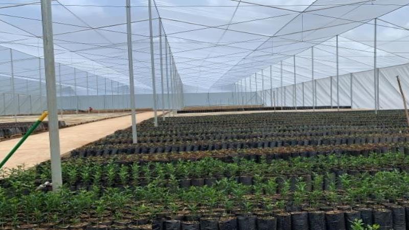Agricultura inaugura proyecto para germinar &aacute;rboles de china libres de enfermedad