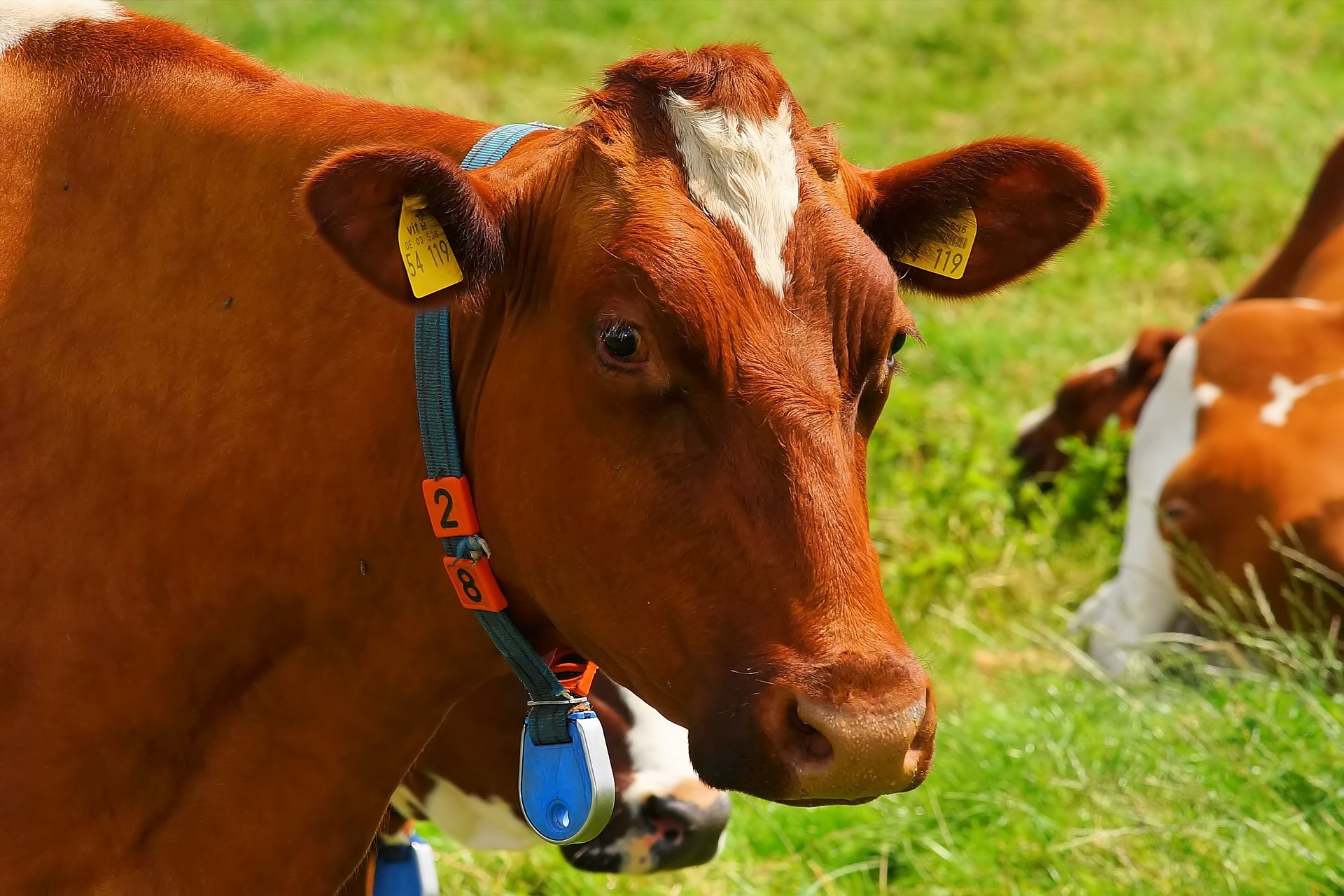 Agropecuaria sufri&oacute; severos da&ntilde;os en el pa&iacute;s