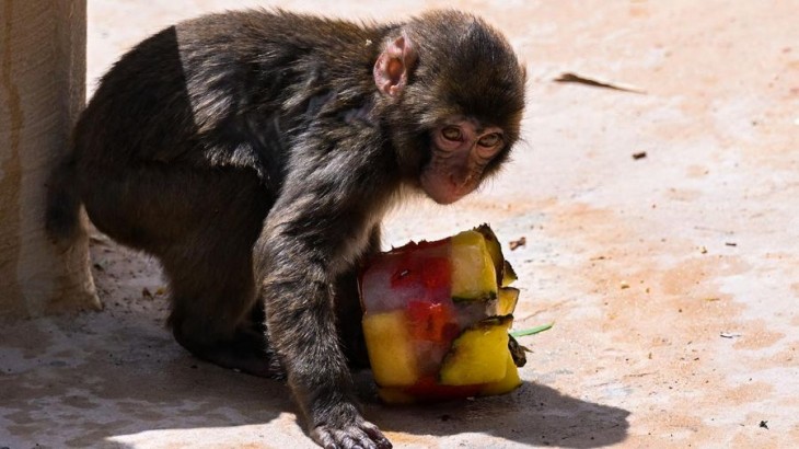 Disfrutando de un helado en el Zoo de Roma