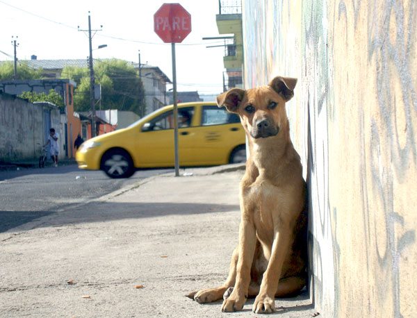 Regidor SDE somete resoluci&oacute;n ante Sala Capitular para creaci&oacute;n de albergue animales