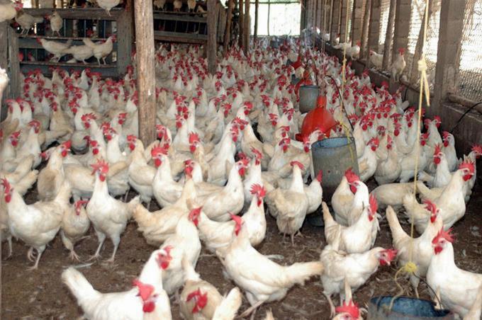 Aseguran pollo est&aacute; para venderse a RD$48