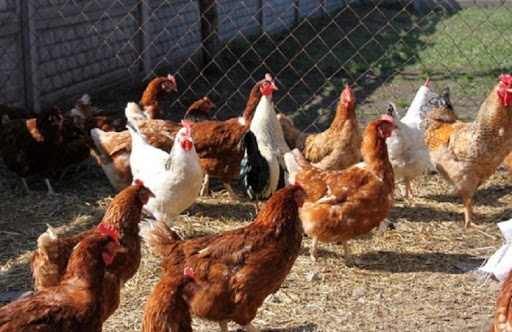 Los Pa&iacute;ses Bajos obligan a tener las aves en el interior en los pr&oacute;ximos 4 meses