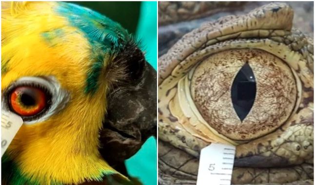 Seg&uacute;n estudio, las aves y los reptiles tienen l&aacute;grimas similares a las de los humanos 