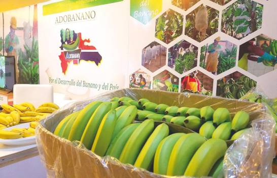 Rep&uacute;blica Dominicana tiene capacidad para exportar 500,000 cajas semanales de banano