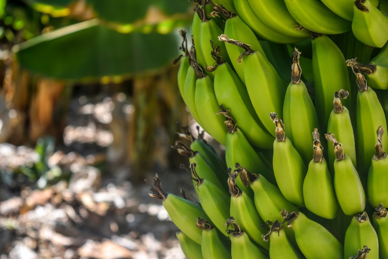 Agricultura realiza en Mao simulacro para la detecci&oacute;n de plaga cultivo del banano 