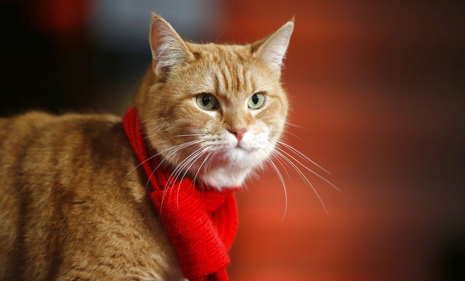 Muri&oacute; el gato que inspir&oacute; la saga de libros 'A Street Cat Named Bob