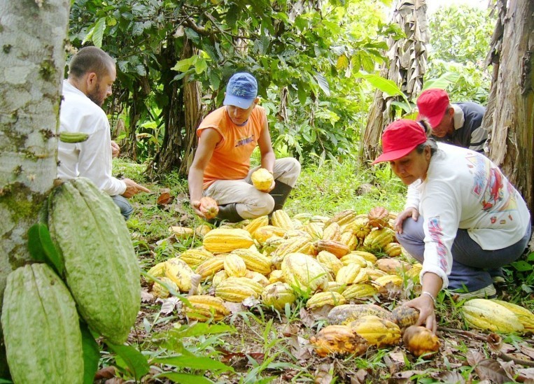 Planean darle valor agregado al cacao