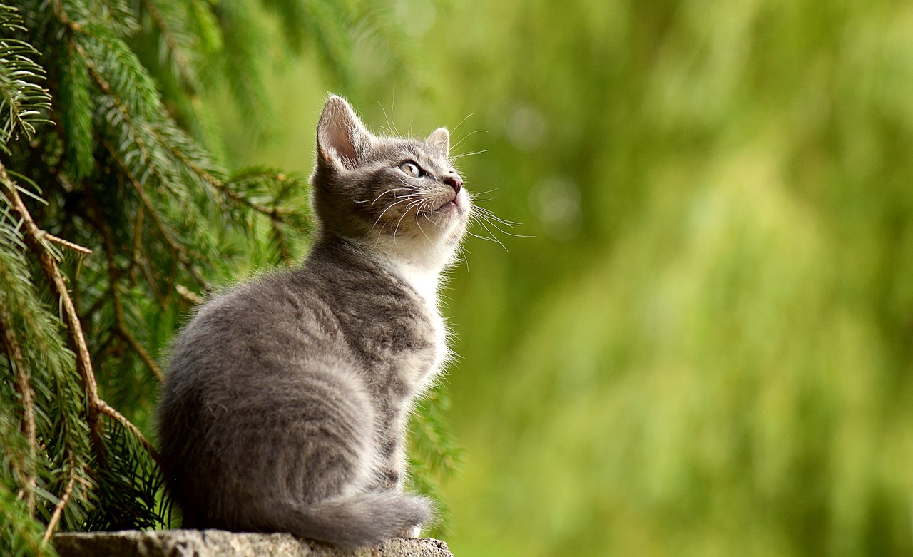 El Curioso Mundo de Los Gatos
