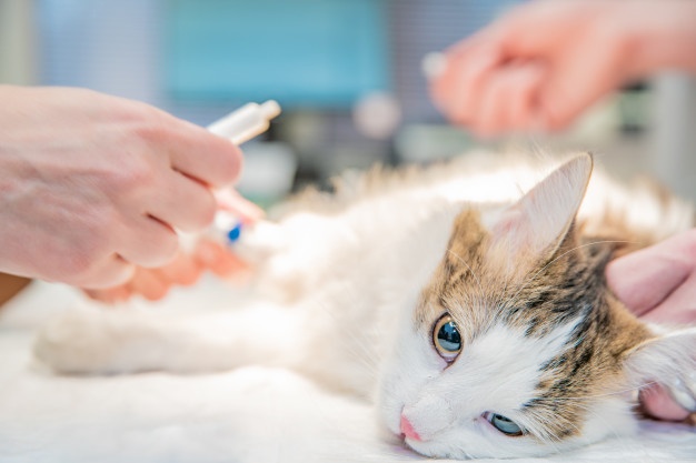 La WSAVA crear&aacute; un comit&eacute; para orientar a veterinarios en esterilizaciones