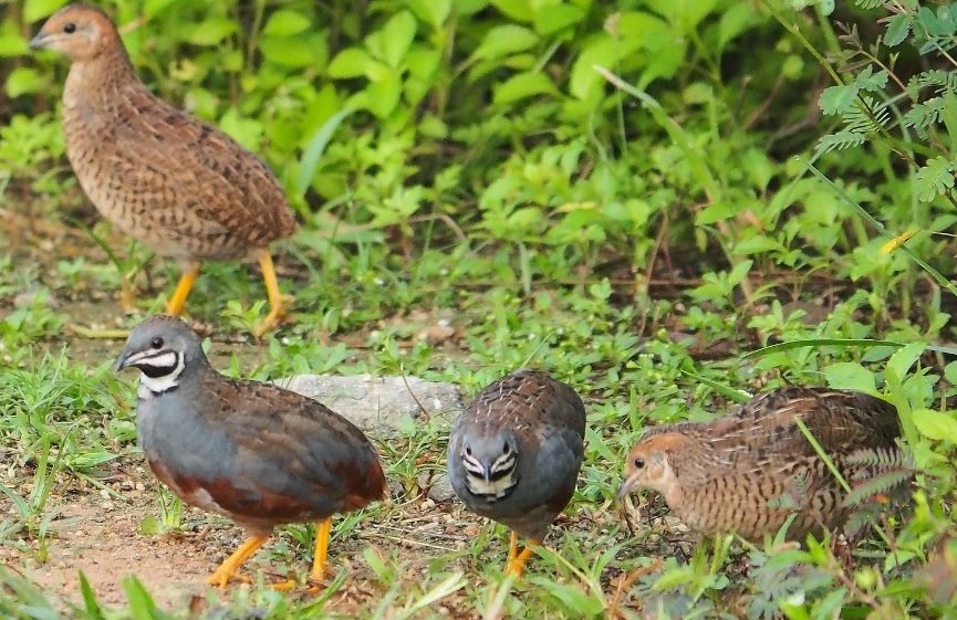 En medio del coronavirus, reapareci&oacute; la gripe aviar H5N6 en Filipinas