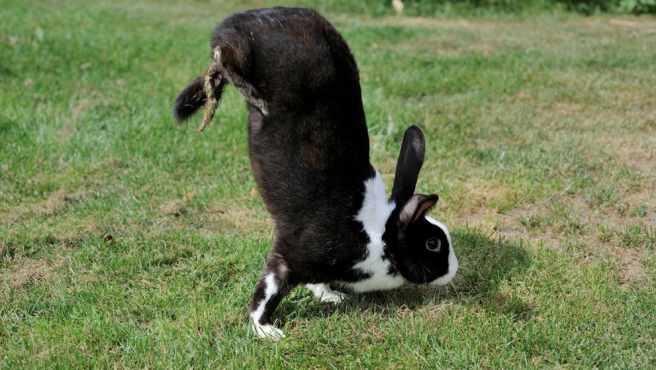 La raz&oacute;n gen&eacute;tica por la que este conejo camina sobre sus patas delanteras