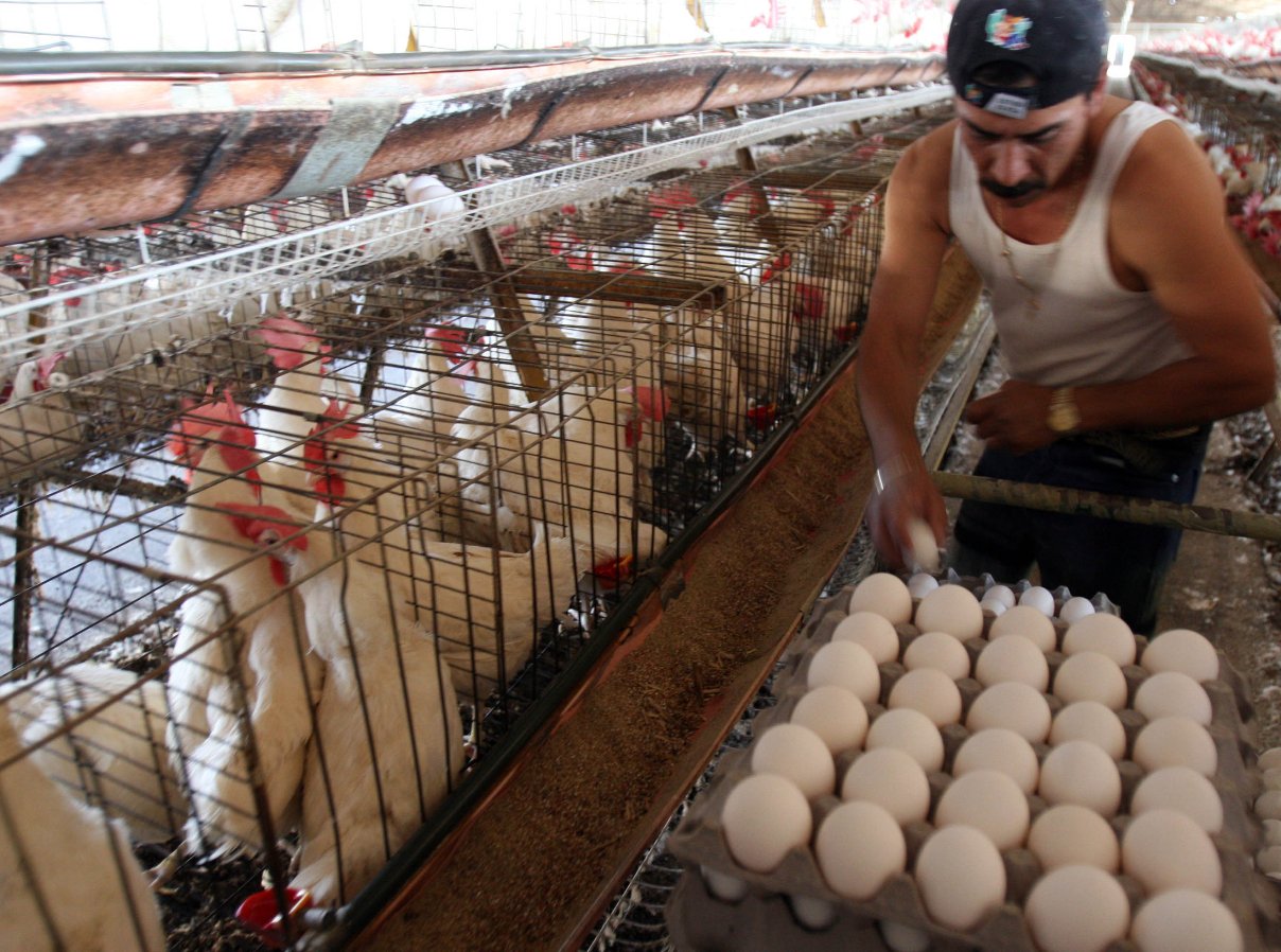 Consumo de huevos es de 5 millones al d&iacute;a