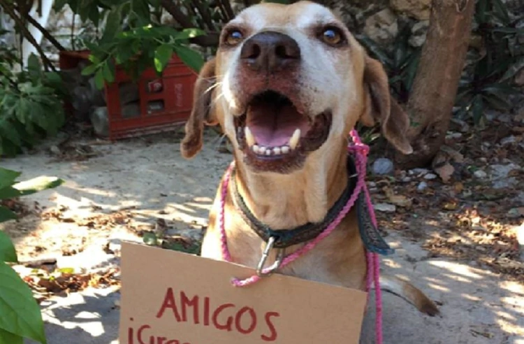 Conoces a DEKO: el perro que vende postres para pagar su quimioterapia