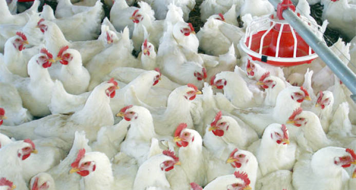 Denuncian que hay un monopolio con los huevos