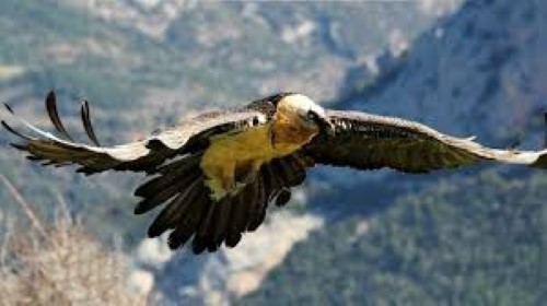 Nace el primer quebrantahuesos en el Parque Nacional de los Picos de Europa en 70 a&ntilde;os