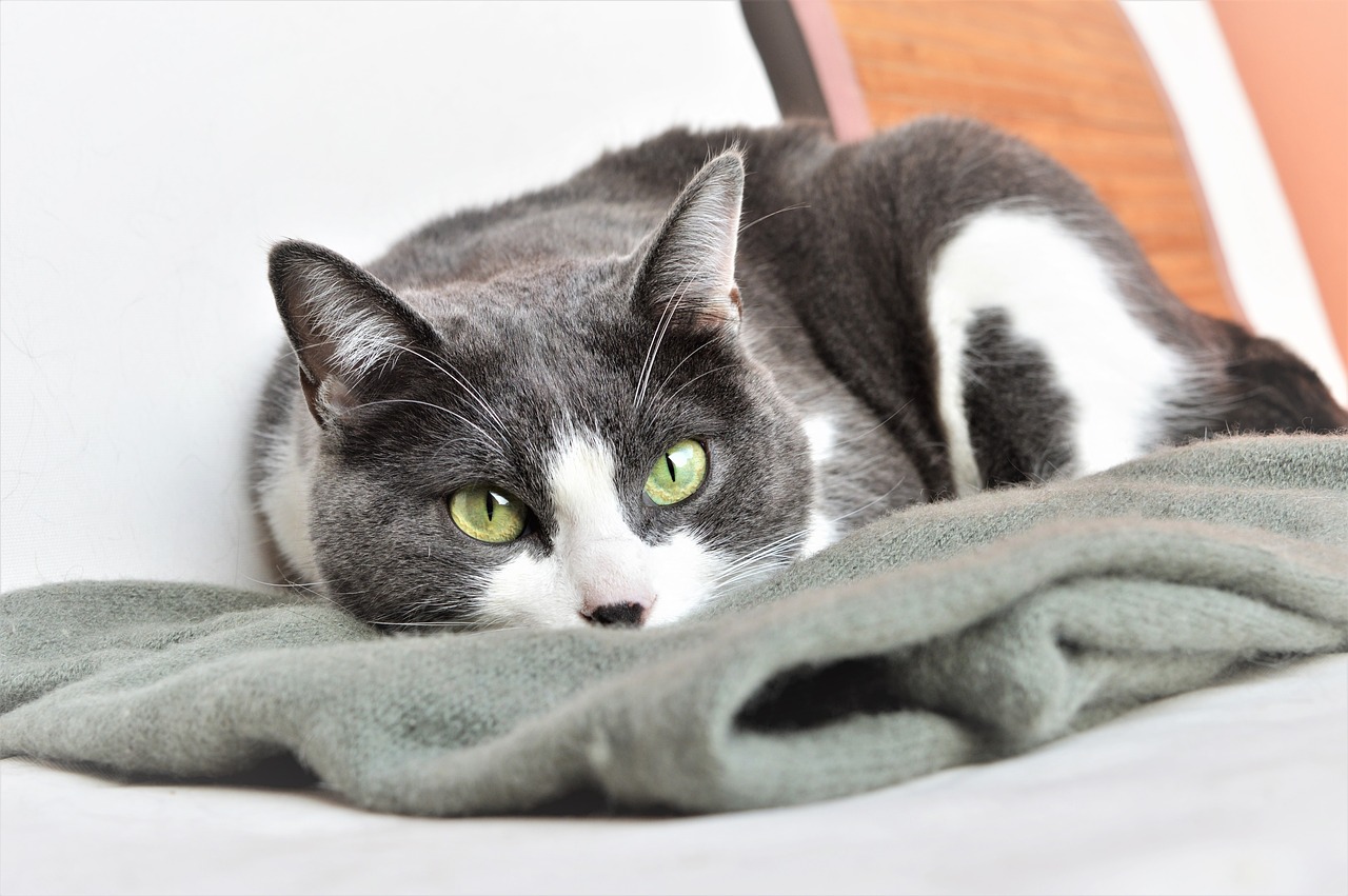 20 de febrero: D&iacute;a Internacional del Gato