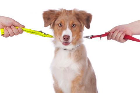 Espa&ntilde;a debate ley de custodia compartida de mascotas