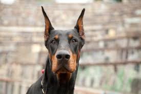 Someten proyecto de ley para controlar la presencia de 11 razas de perros en Rep&uacute;blica Dominicana