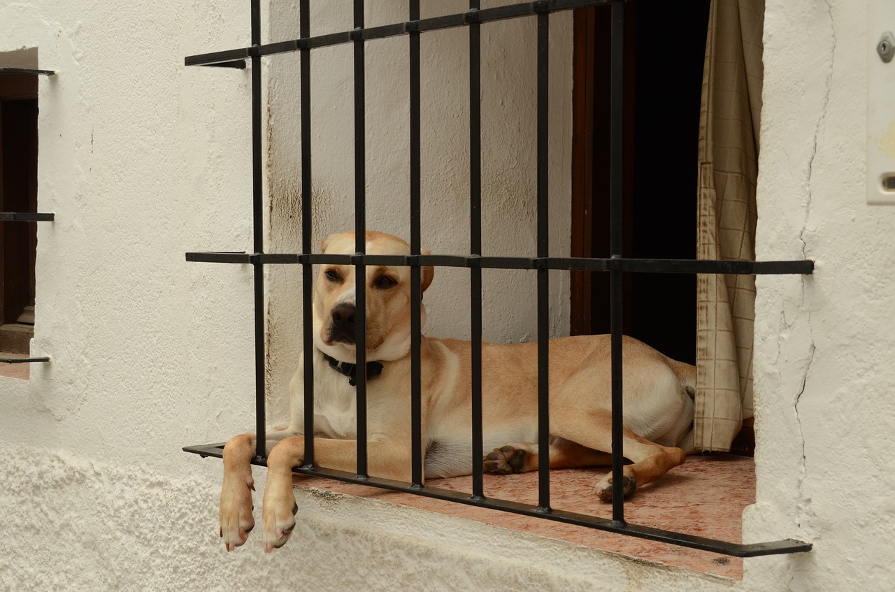 C&oacute;mo evitar que tu mascota se estrese cuando los due&ntilde;os se ausentan