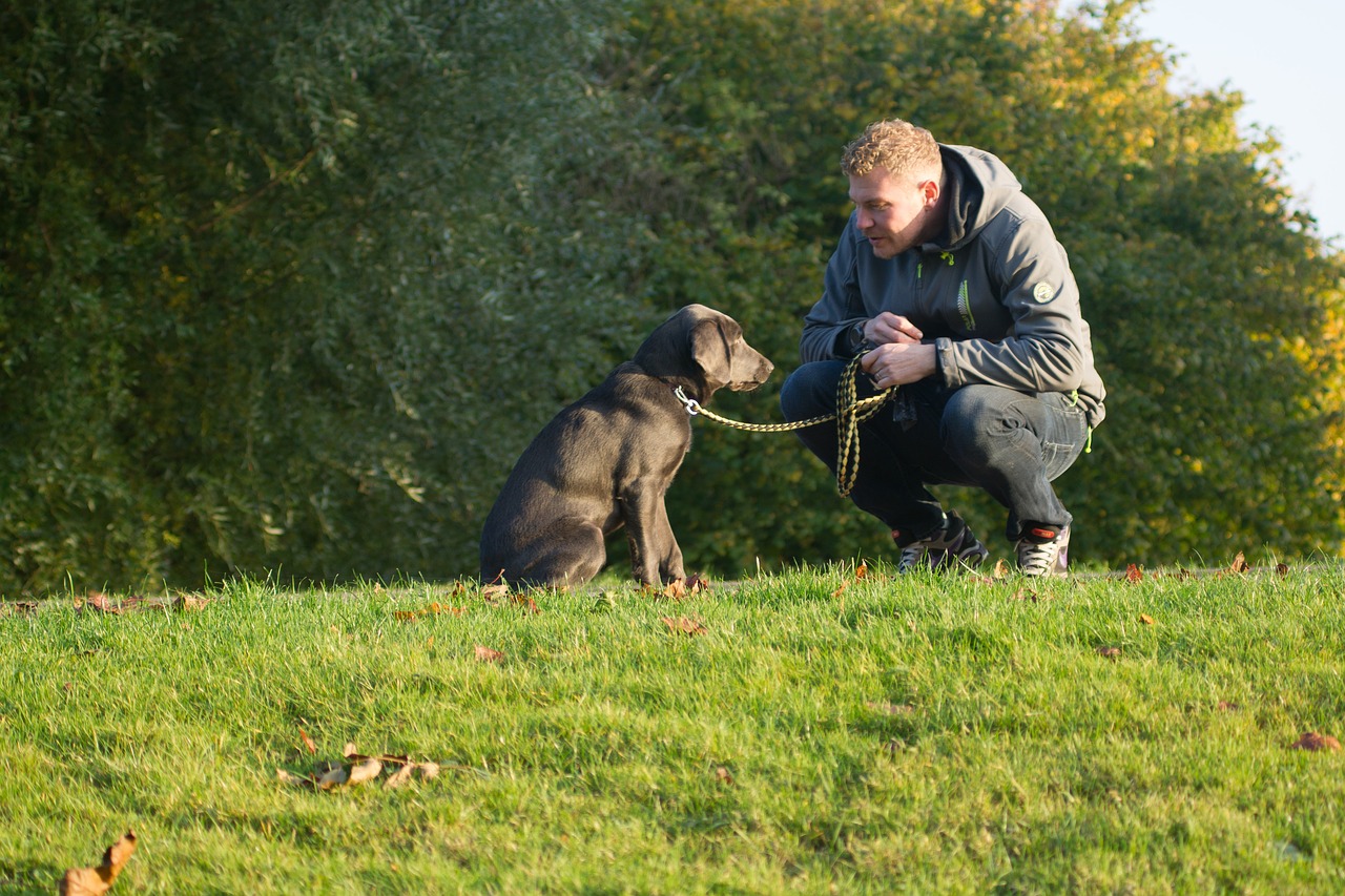 10  Tips Para Los Due&ntilde;os De Perros