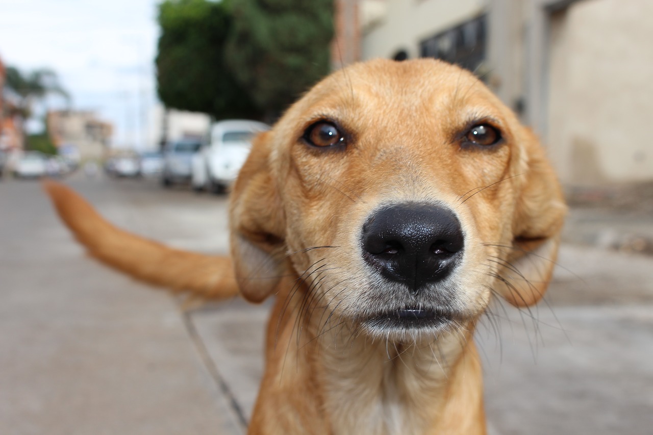 Presentan reforma para convertir a los animales en sujetos de derechos