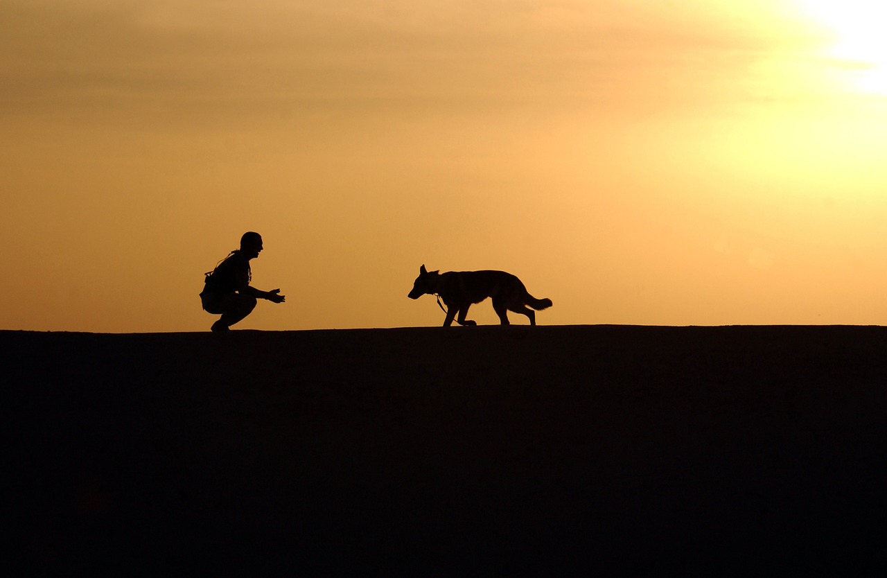 &iquest;Qu&eacute; edad tiene mi perro comparada con la del humano?