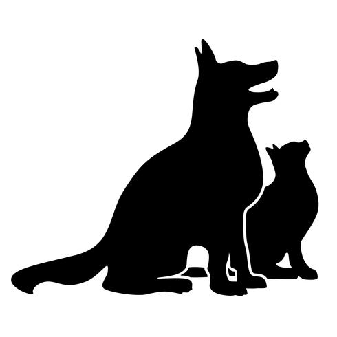 Opiniones y discusiones han surgido por la noticia del gato que dio positivo al Covid19 contagiado por un humano en B&eacute;lgica &iquest;Ser&aacute; cierto?