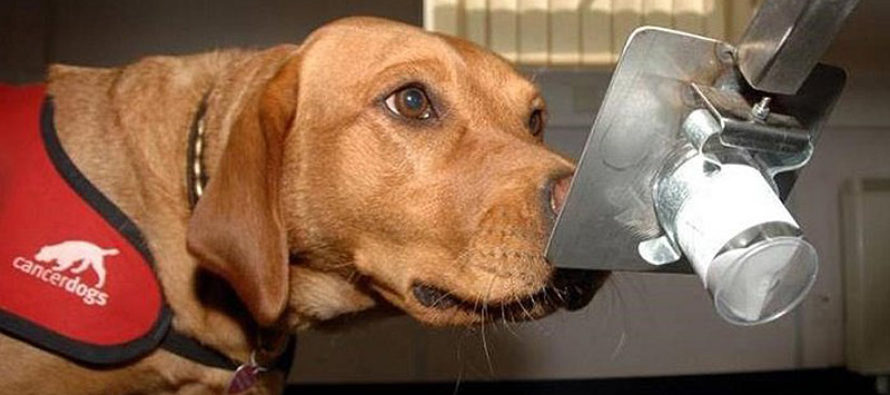 Perros en Israel detectan el c&aacute;ncer en muestras de saliva