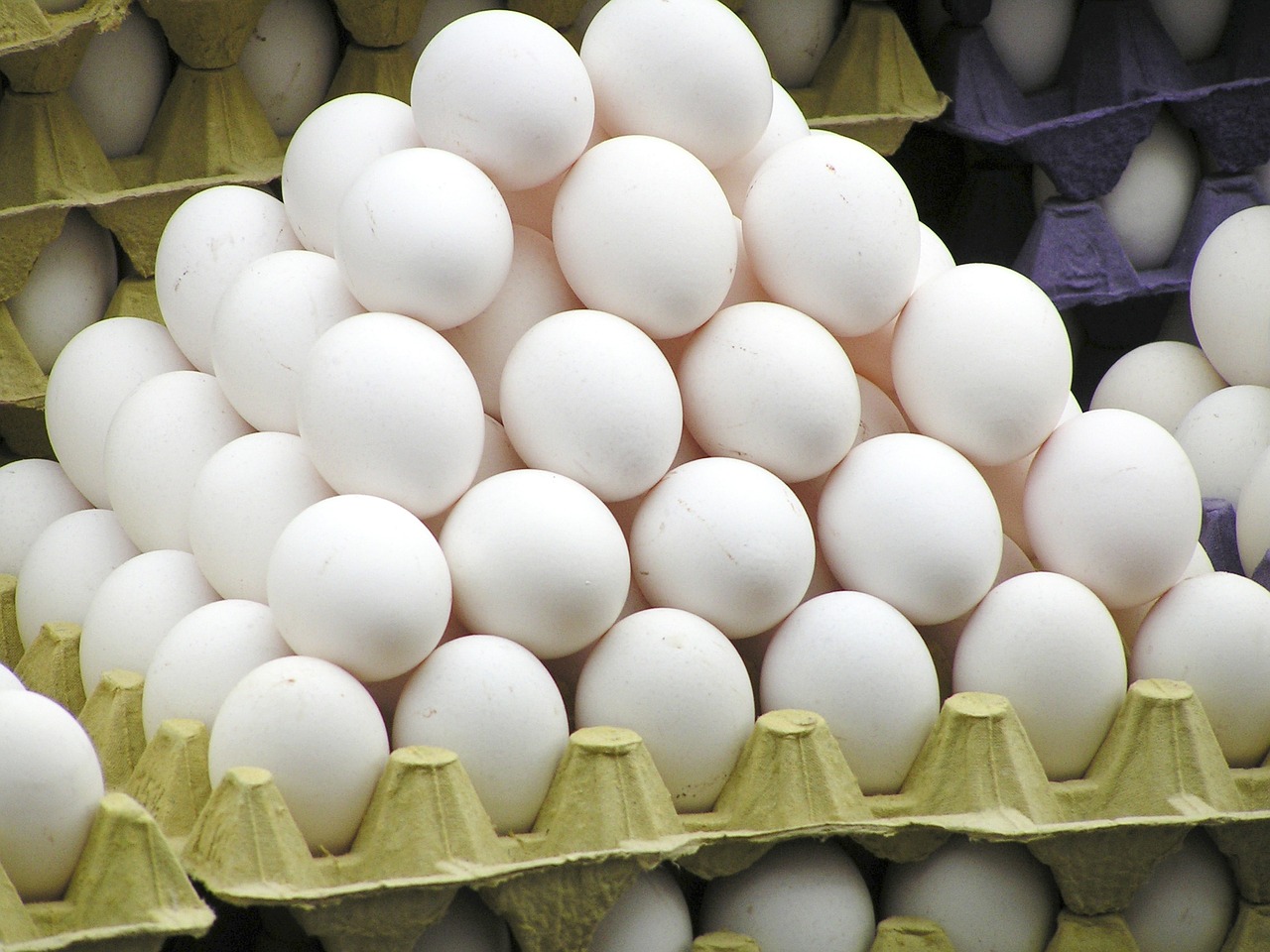 Productores de huevos en pro y en contra de nuevos permisos para importaci&oacute;n de pollitas reproductoras