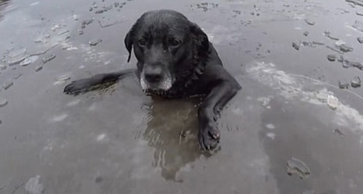 El emotivo rescate de un perro atrapado en un r&iacute;o congelado